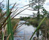Tosohatchee Pond