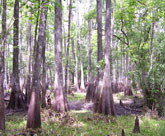 Tosohatchee Swamp