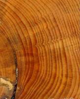 Annual Rings in a Ponderosa Pine