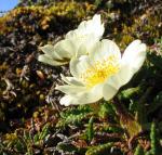 Mountain Avens, Dryas octopetala 