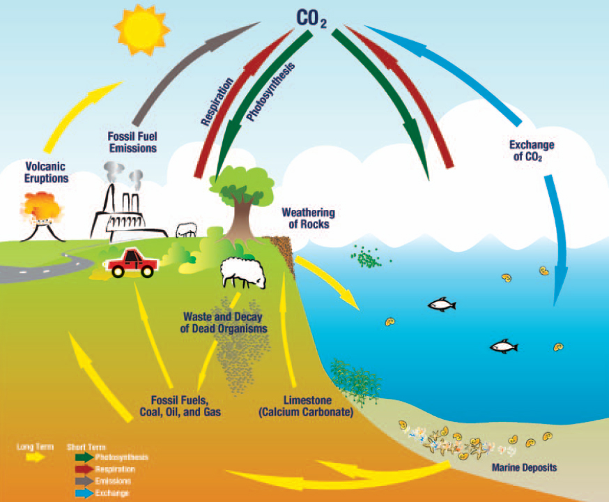 carbon cycle