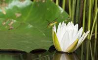 Waterlilly