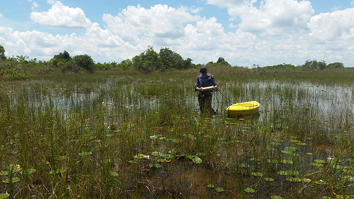 Scientists conducting wetland ecology research