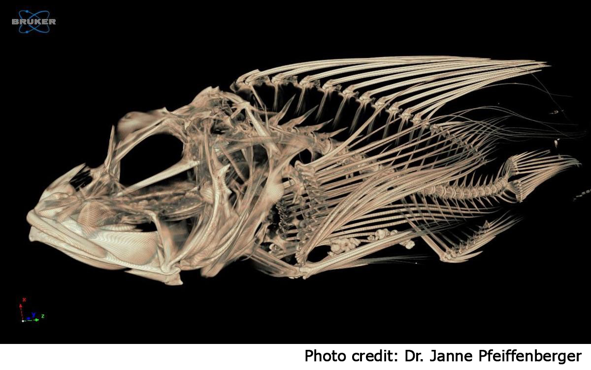 lionfish scan