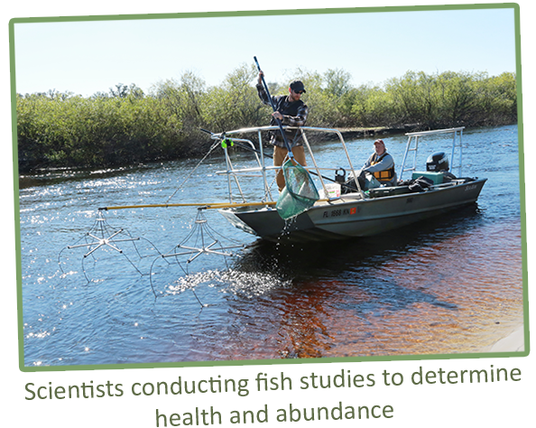 Scientists conducting fish studies to determine health and abundance