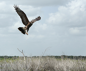 Snail Kite