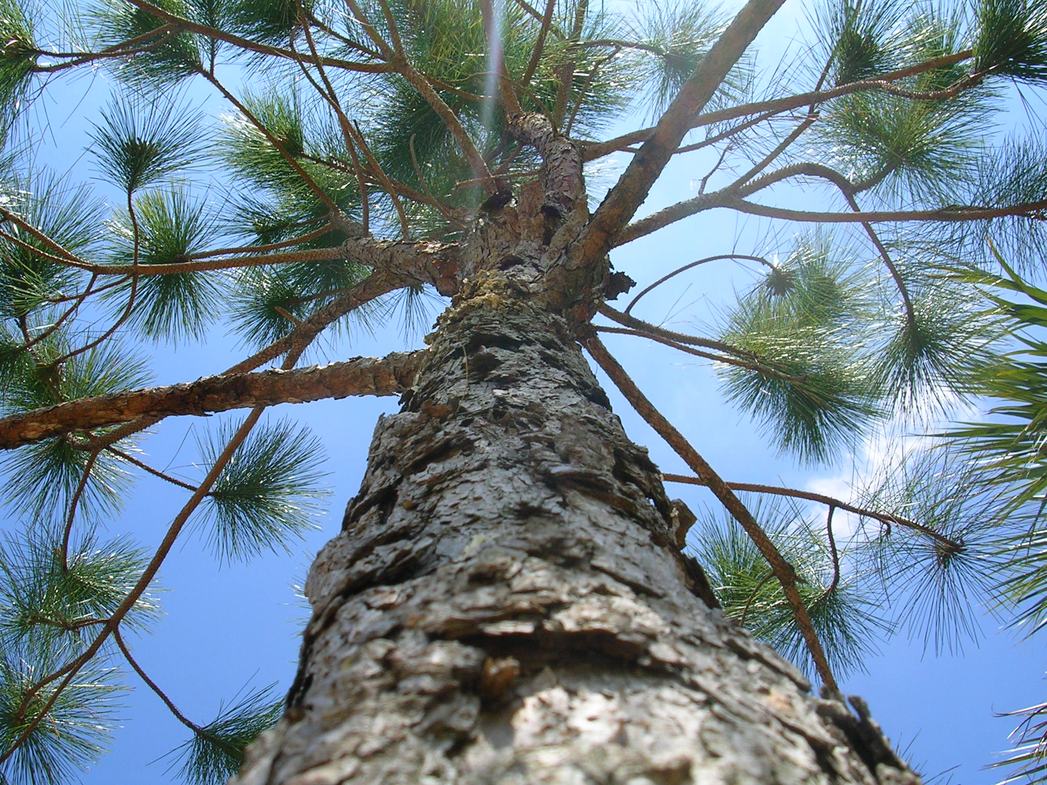 Slash Pine