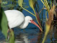 White ibis