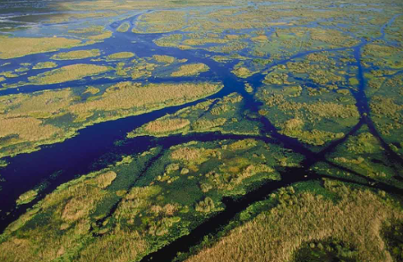 Wetlands Ecology