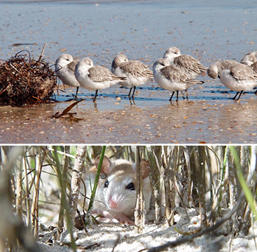 Animals on the beach