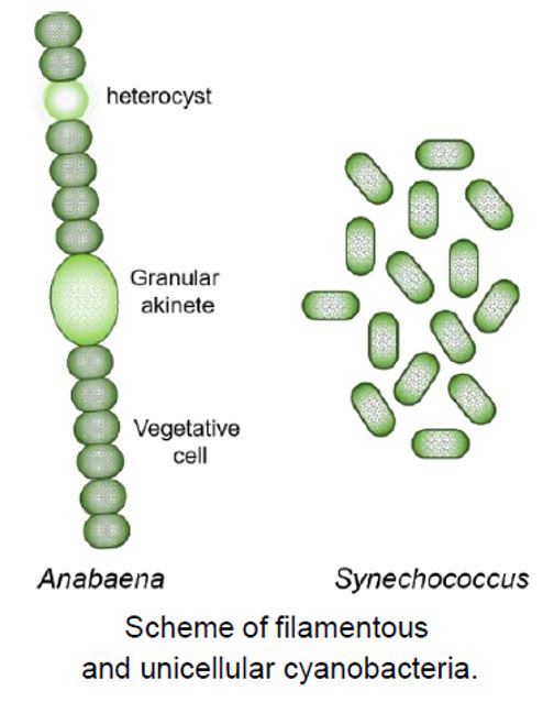 cyanobacteria