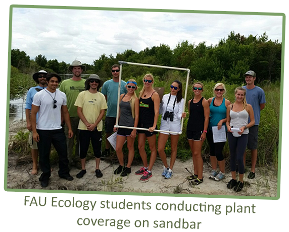 FAU Ecology students conducting plant coverage on sandbar